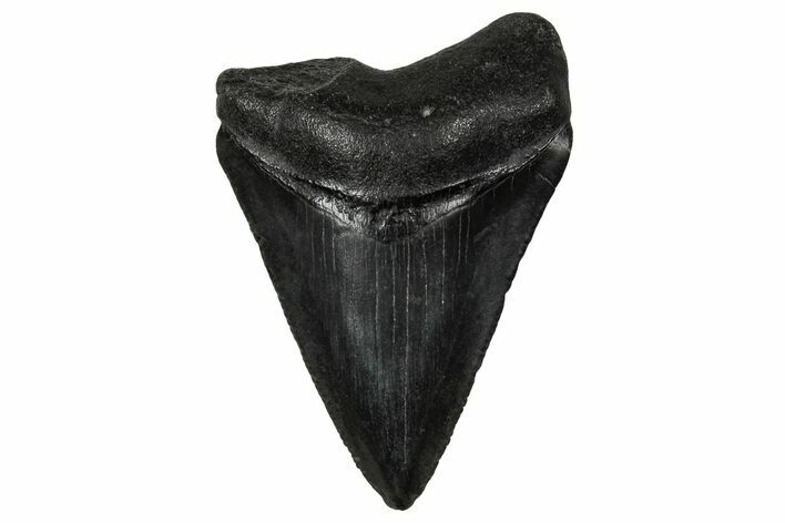 Juvenile Megalodon Tooth - South Carolina #340480